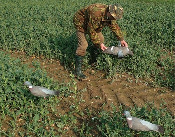Is it worth pigeon decoying over tall rape fields?
