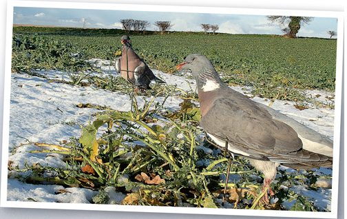 Secrets of successful winter pigeon shooting