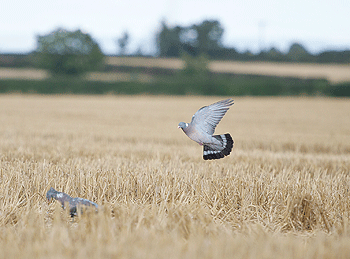 How to find the summer pigeon