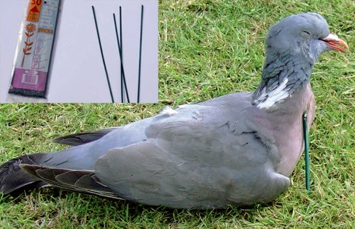 Pigeon shooting on a budget.