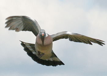 I have trouble shooting incoming pigeons!