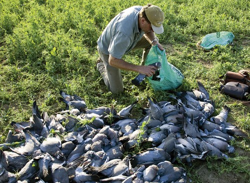 Pigeon shooting over late spring drillings
