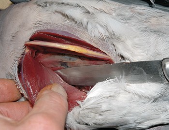 Is it worth plucking or drawing a pigeon ready for roasting?