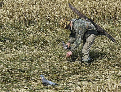 Is it worth sticking real pigeon wings to plastic decoys?
