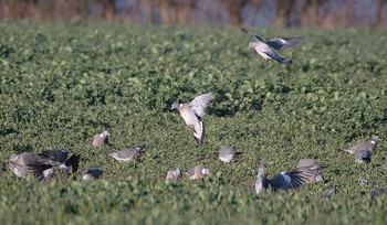 Should I only shoot at small groups of pigeons?