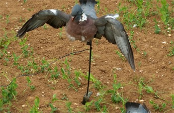 When pigeon shooting, how many floaters should I use?