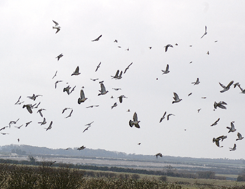 Should I not shoot at big groups of pigeons?