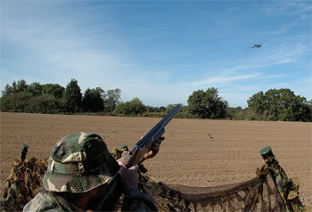 Do you ever shoot pigeon that have landed in the pattern?