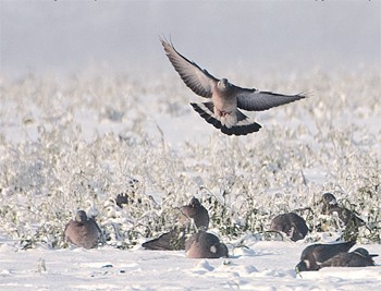 How much will I get for my pigeons after shooting?