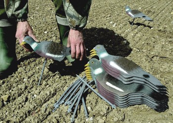 Can I refresh my pigeon shooting decoys by painting them?