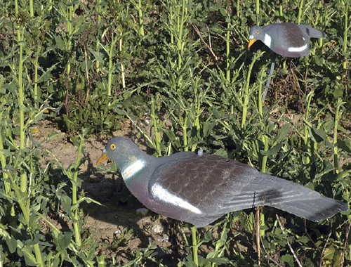 Are shell decoys worth using for pigeon shooting?