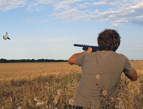Is my Benelli semi-auto suitable for pigeon shooting?