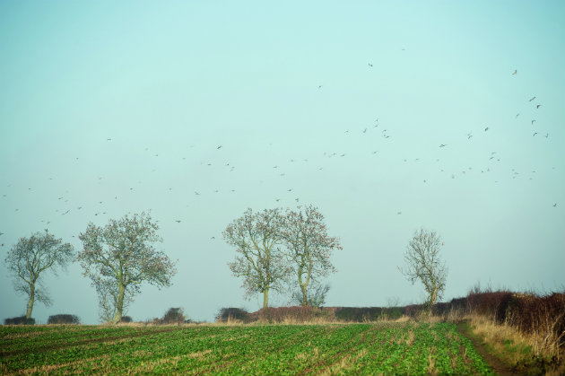 field of pigeons