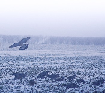 pigeons over a field in winter.jpg