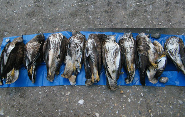 Gamekeeper convicted of poisoning 10 buzzards and a sparrowhawk