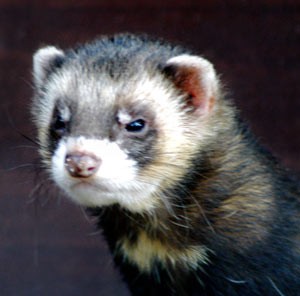 Why does my polecat try to bite?