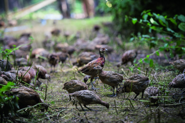 poults 