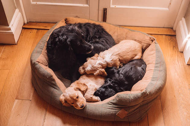 puppies with mother