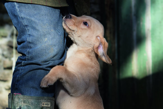 puppy bonding 