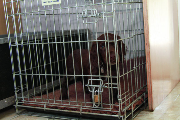 puppy in crate 