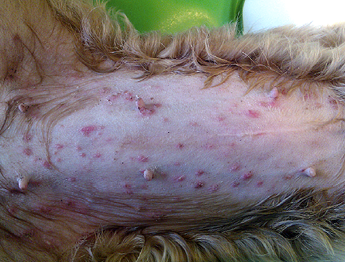 puppy impetigo 