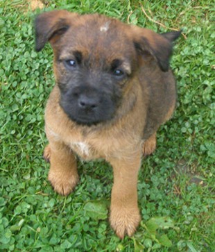 Post-natal doggy depression