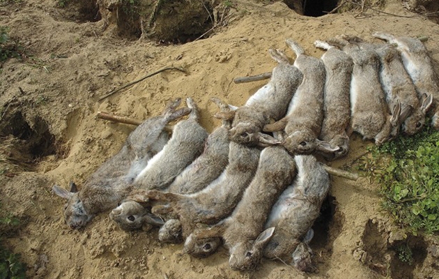 Reaping a rabbit harvest