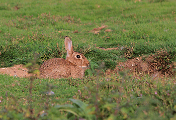 Breckland conservation project