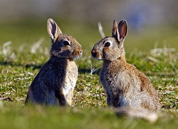 What causes colour variations in the rabbits I&#8217;m ferreting?