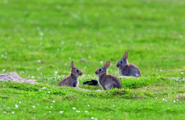 Rabbit shooting with classic rifles