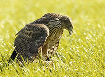 RSPB reports fall in bird poisonings