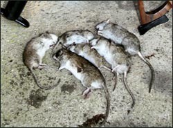 Restrictions in place on rodenticides