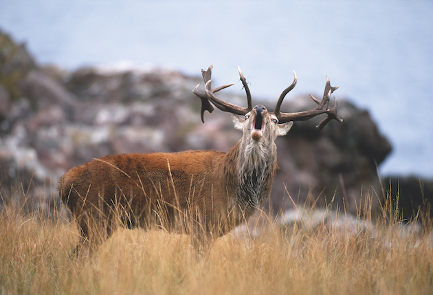 The mighty stags of the English lowlands