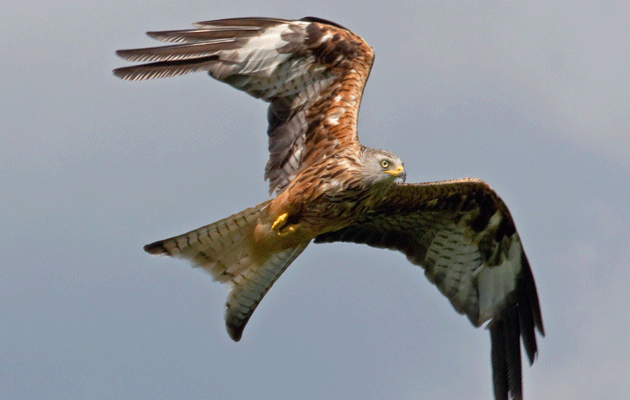 Why back-garden bird lovers are wrong to feed kites