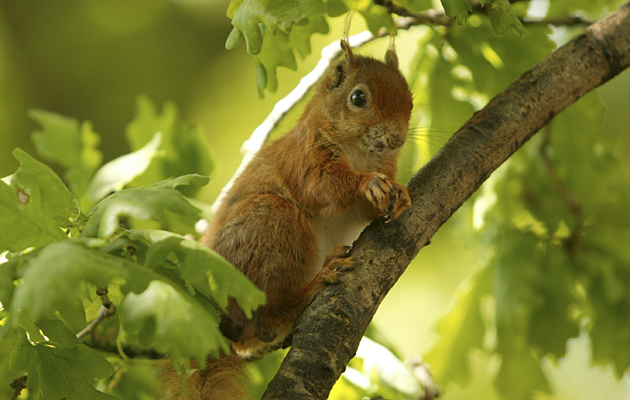 Royal backing for red squirrel strategy