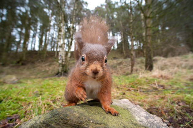 Red squirrel