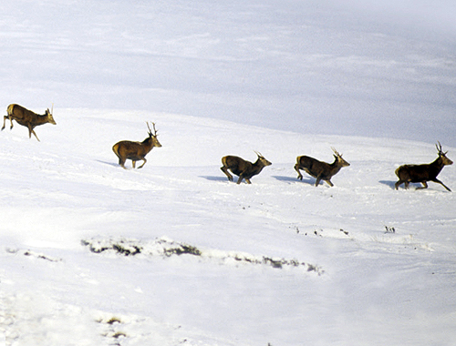 Internet petitions set up to ‘Stop the Deer Cull in the UK’