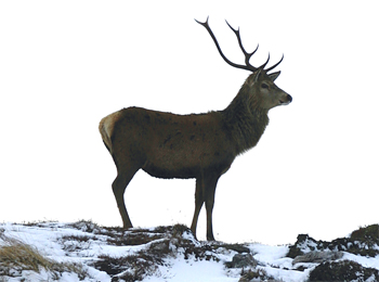 Are 100 grain bullets enough for deer stalking at 300yrds?