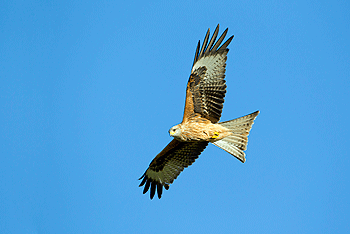 Scottish raptor killing cases drop