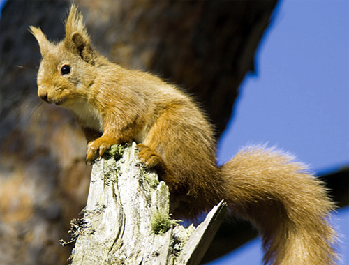 Vote to help find Scotland&#8217;s favourite animal