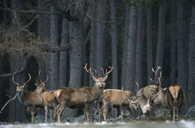 Red deer 