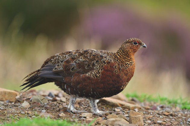 red grouse