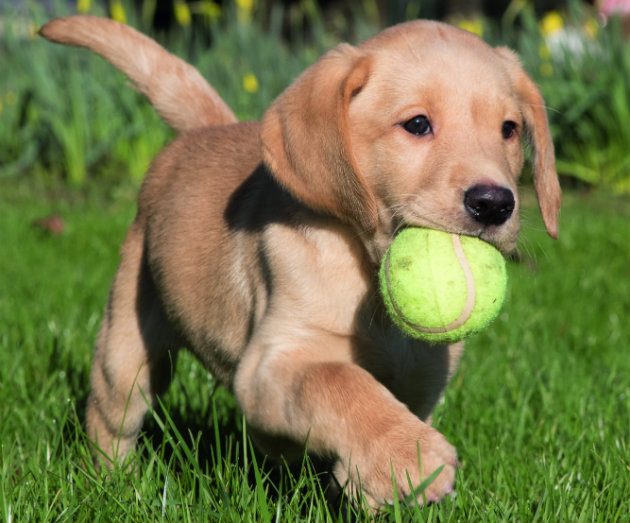 An insider&#8217;s guide to training gundog puppies