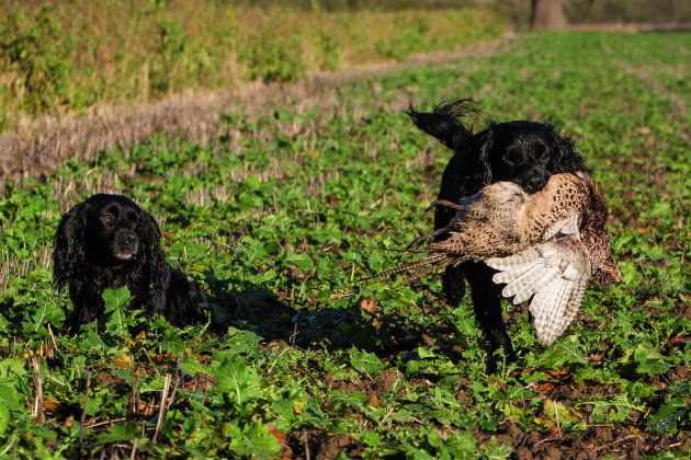 gundog retrieving