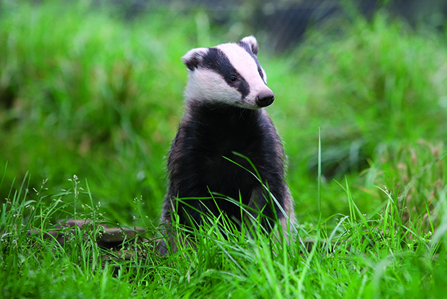 Badger culls may expand, then end