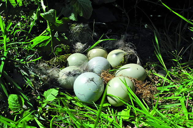 Lowland birds breeding well