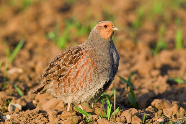 Positive start for European partridge research project