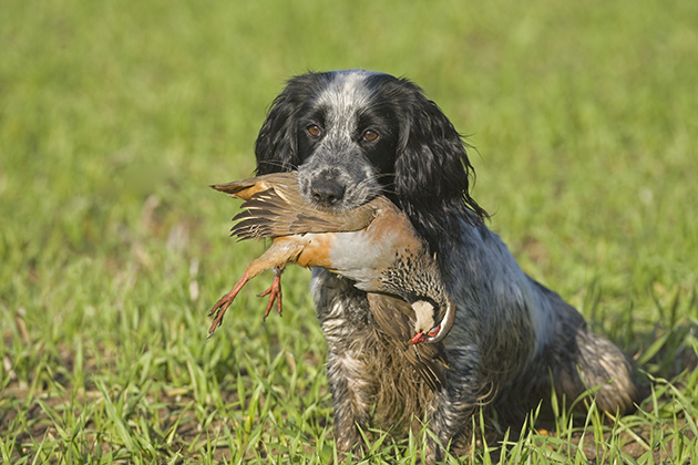 Scotland ends tail docking ban