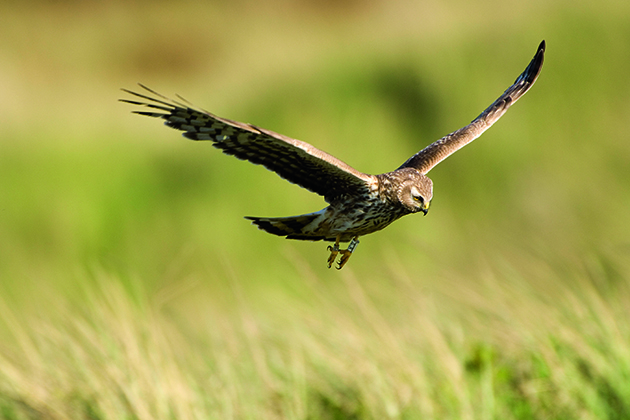 New maps help crack down on bird crime