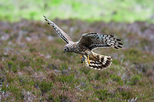 Brood management trials approved for hen harriers